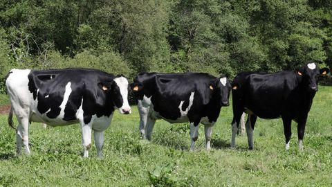 Vacas de raza Frisona en una ganadera de Asturias