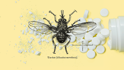 La mosca tse-tse es el vector de transmisión de la enfermedad del sueño.