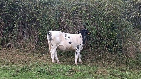 Carmina, la vaca cuyos mugidos han provocado una multa de 300 euros para sus propietarios
