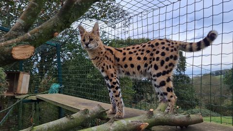 El Zoo El Bosque recibe un ejemplar hembra de serval, nativa de frica