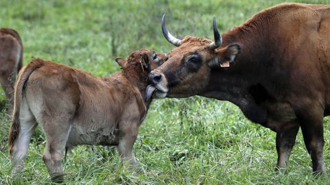Vacas en Asturias, en una imagen de archivo