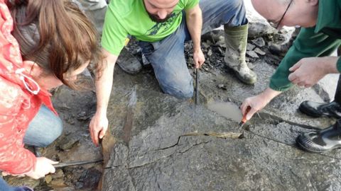 Los trabajos para retirar la losa con los fsiles de erizos de mar encontrados por una investigadora asturiana en la costa del sureste de Irlanda