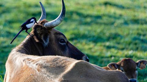 Una vaca en Asturias