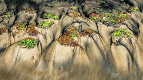 Fotografa de algas con las que Mario Surez Porras ha ganado el primer premio en la categora de plantas en el Asferico Photo Contest