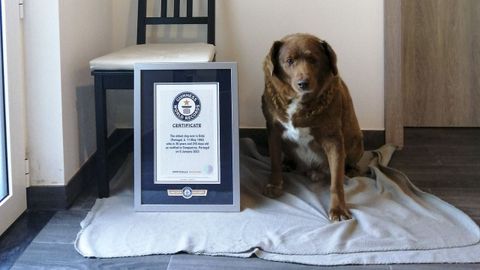 Bobi, posando con su certificado de rcord Guinness el pasado 2 de febrero, cuando contaba con 30 aos y 267 das de edad