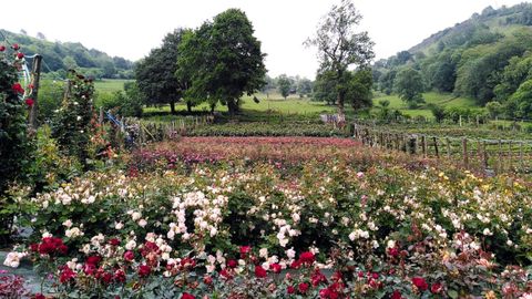 Terrenos con las distintas variedades de rosas comestibles en la granja ecológica La Flor del Agua, en Trubia.