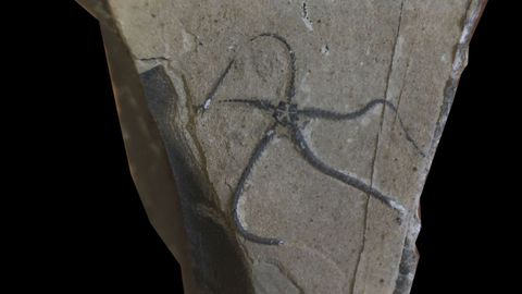 Vista del holotipo de Arenorbis santameraensis, la nueva especie de ofiuras descubierta por investigadores del MUJA y del Museo de Historia Natural de Luxemburgo