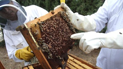 En 2017, Asturias produjo 473 toneladas de miel en su más de 42.000 colmenas
