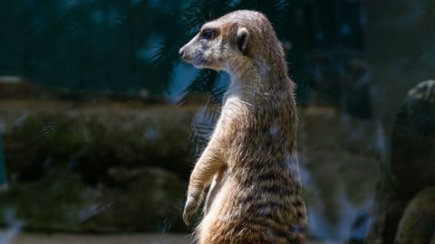 Uno de los suricatos que habitan en el zoológico de Oviedo