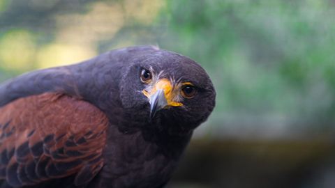 En el zoo El Bosque también cuentan con una amplia variedad de especies de aves