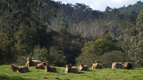 Vacas en Colombres (Asturias)