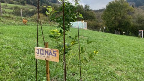 Una de las muchas opciones de financiación es adoptar un árbol.