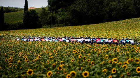 En una de las etapas del Tour de Francia de 2022, Charly inmortaliz al pelotn ciclista cuando atravesaba un campo de girasoles