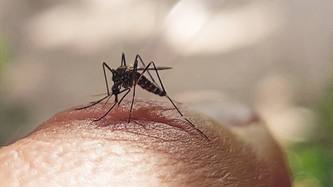 El virus se transmite a los seres humanos por la picadura de mosquitos hembra infectadas, principalmente del mosquito Aedes aegypti.