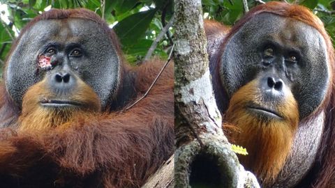 El orangutn Rakus con la herida abierta (izquierda) y completamente curado un mes despus (derecha) 
