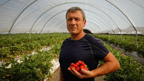 Anxo Dono dice que tiene que recoger él mismo la fresa al no encontrar personal temporal.