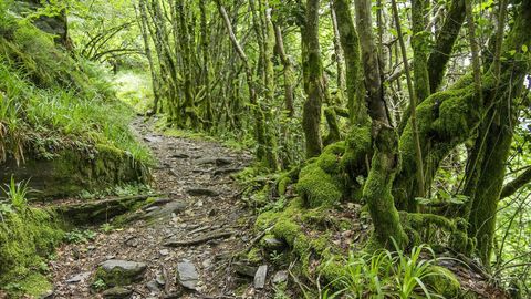 Uno de los senderos que atraviesan el bosque más conocido de O Courel