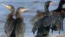 Un grupo de cormoranes