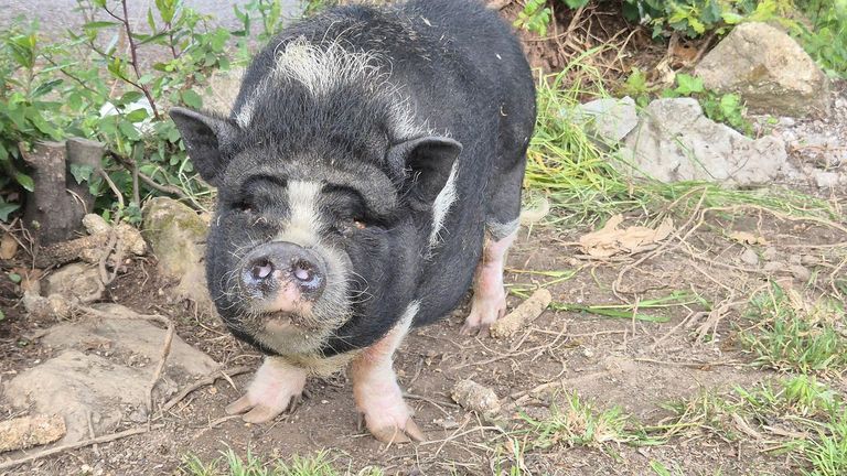 Sacrifican el cerdo vietnamita que se instaló junto la iglesia de Budiño