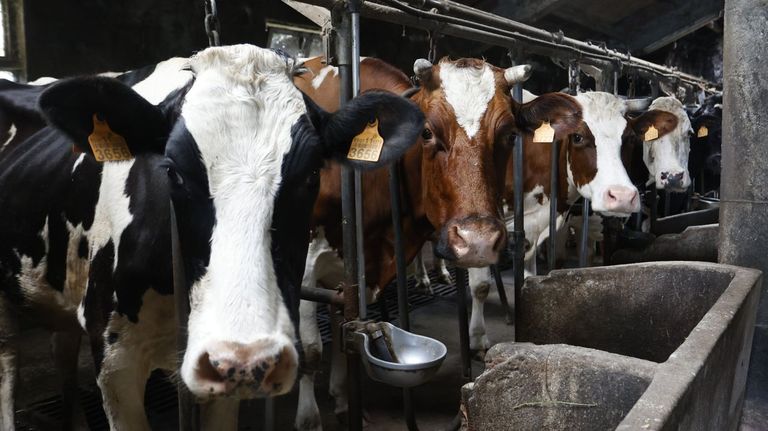 Medio Rural completa el pago de las ayudas por la EHE a los últimos ganaderos pendientes