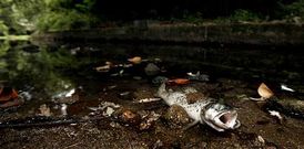 El ro deposit decenas de peces muertos a lo largo de la maana en sus orillas.