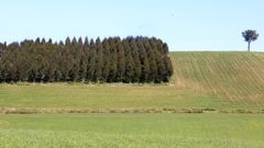 Foto de archivo de una plantacin de eucaliptos rodeada de prados en un concello de la zona centro de la provincia de Lugo