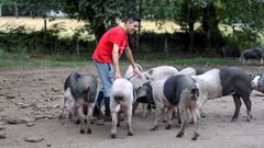 Javir Sern, criador de porco celta en Friol