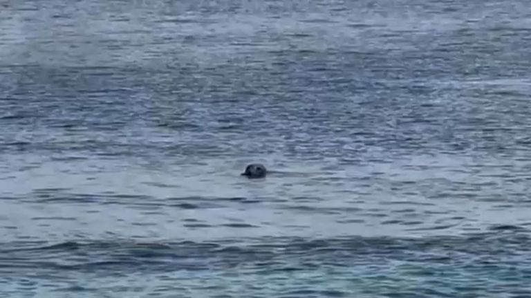Una foca gris visita la Illa de Ons