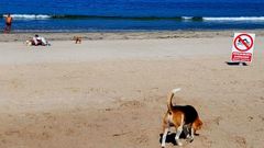 La nica playa a la que se puede ir con perro en Vigo