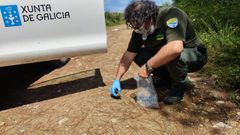 Un agente de Medio Ambiente toma muestras de heces para la elaboracin del censo del lobo en Galicia 