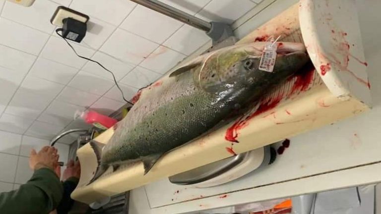 El primer ejemplar capturado en el río Sella en el 2021