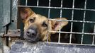 Un perro en el refugio de la protectora de animales de Lugo, en una fotografía de archivo