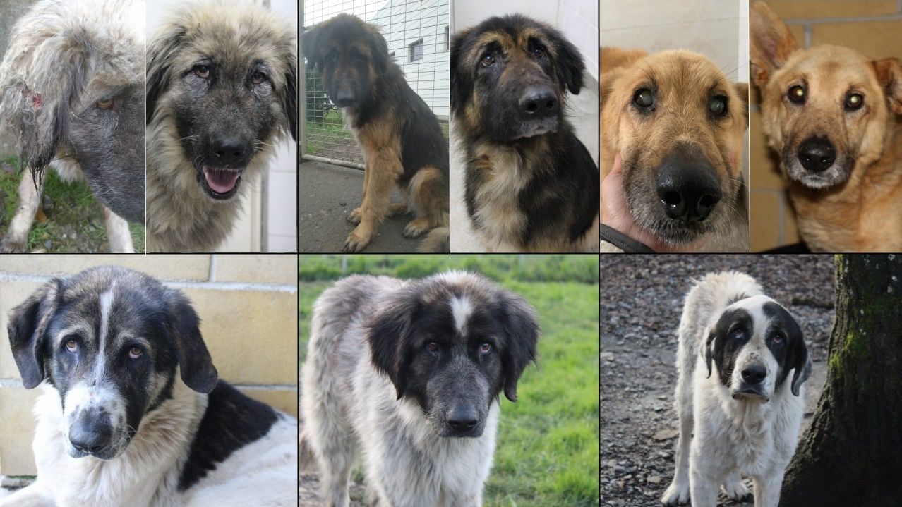 Cabanas das Chousas es el primer complejo de  glamping  de Lugo.De izquierda a derecha, seis de los ocho perros de Guitiriz: Dama, Lul�, Coyote, Lali, Trus y Ris.