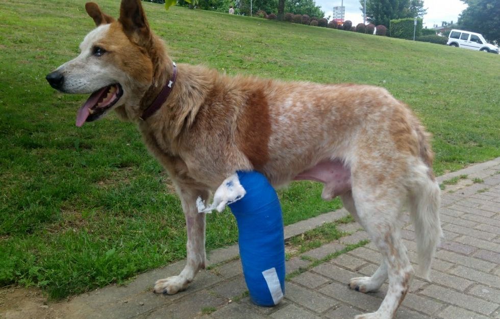 �Pirata�, despu�s de ser operado el verano pasado