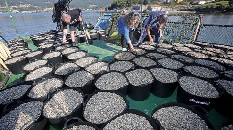 Uno de los objetivos del programa es desarrollar herramientas para un «abastecemento estable» de semillas de moluscos bivalvos, como las de la foto de archivo, sembradas en marzo en la ría de Pontevedra