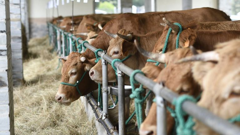 Ganaderos de Lugo mandan vacas a Andalucía: <span lang=
