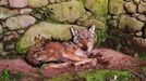 El lobo que se refugió en una casa en ruinas el martes en una aldea habitada en Cuntis