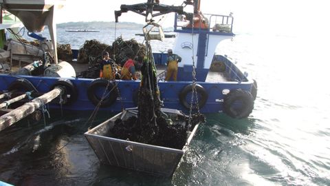 Bateeiros de Arousa desdoblando mejillón (foto de archivo)
