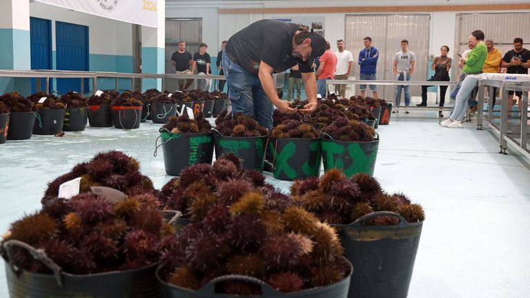 El bajo precio de erizo lleva a mariscadores aguiñenses a devolver las capturas al mar