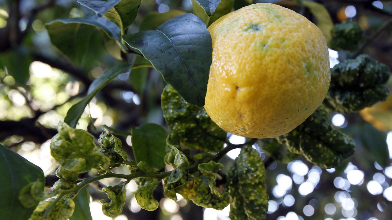 Parques infantiles que no son de cat�logo.El veterinario y director t�cnico de Gando Nuevas Tecnolog�as, Guillermo Lorenzo, en una explotaci�n ganadera