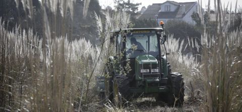 Un tractor desbroz y tritur las plantas, que antes haban sido tratadas con herbicida. 