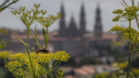 Una avispa en una flor con las torres de la catedral de Santiago detrs.