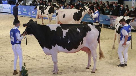 Imagen del concurso de ganado frisón del 2022.