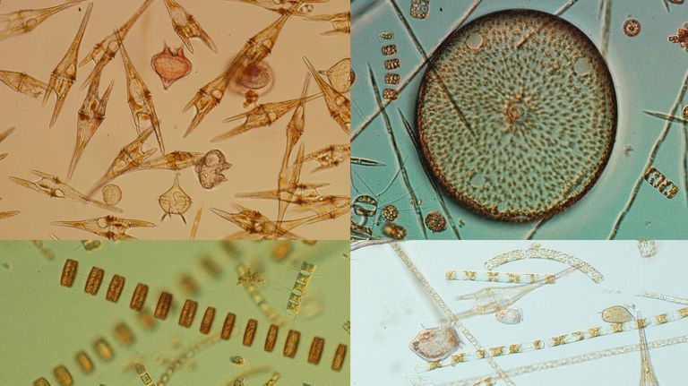 Descifran la distribución del fitoplancton en la ría de Vigo, útil para alertar de mareas rojas