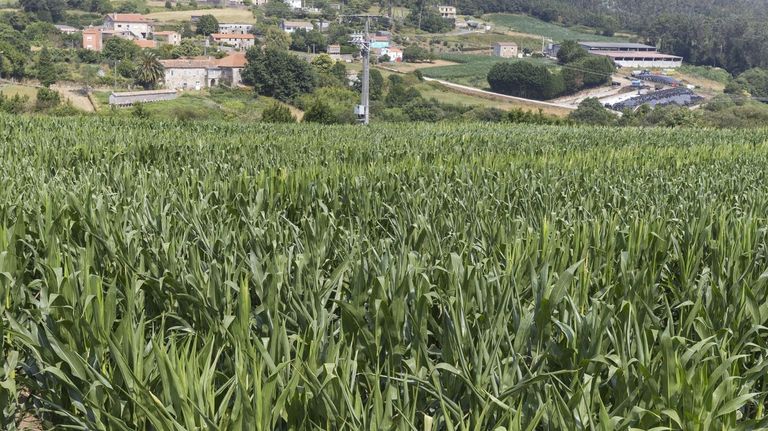 Abre el plazo para solicitar la PAC: los productores deberán identificar con el DNI a los dueños de las fincas de más de una hectárea para no perder ayudas