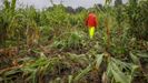 «Media hectárea destrozada». Los daños en esta finca de maíz de Lousame, uno de los municipios más afectados, superan con creces a la indemnización que puede otorgar la Xunta