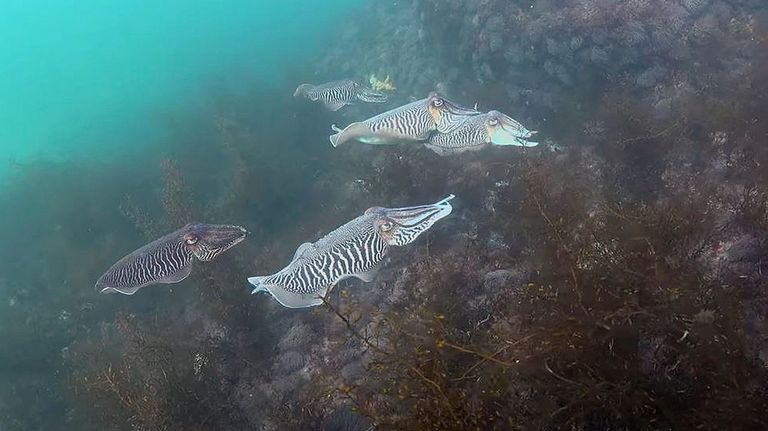 Un estudio desvela por qué sepias y calamares sobrevivieron a los dinosaurios