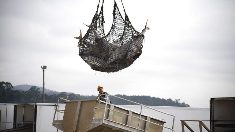 La flota europea pide limitar el acceso de atún indonesio al mercado de la UE