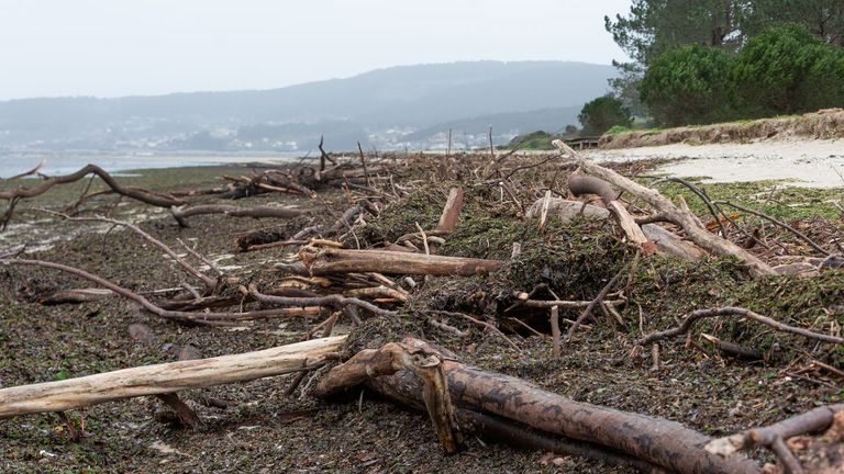 El mar levanta una barrera de troncos, ramas y hojas en las playas de Lourido y Cabeceira, en la ría de Pontevedra