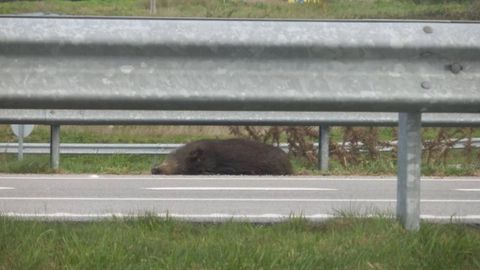 Jabal� muerto al ser atropellado